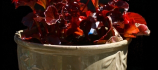 Red Plant in Flowerpot