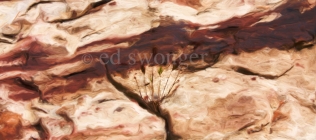 Red Rock Striations and Plant Enhanced