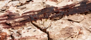 Red Rock Striations and Plant