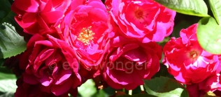 Red Roses Bunch