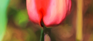 Red Tulip - Enhanced