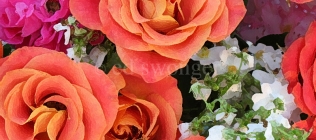 Salmon Roses Closeup Enhanced