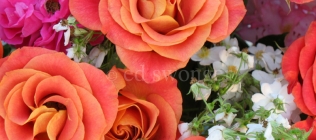Salmon Roses Closeup