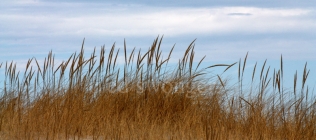 Sea Grass, Dune and Clouds