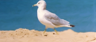 Seagull Enhanced