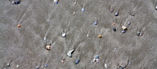 Small Seashells in Sand
