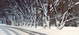 Snowy Road and Trees