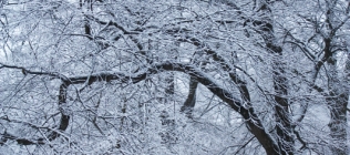 Snowy Trees #2