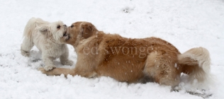Sonnie and Mack Playing in Snow