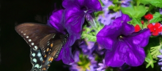 Swallowtail Butterfly #2 Enhanced