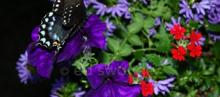 Swallowtail Butterfly 3