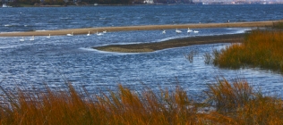 Wetlands with Swans