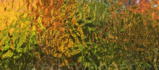 Textured Glass with Fall Colors