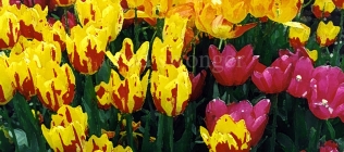 Tulips Enhanced