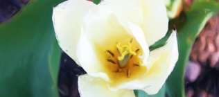 White Tulip Enhanced