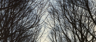 Winter Tree Branches