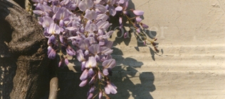 Wisteria and Shadow