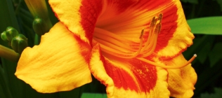 Yellow-Orange Lily