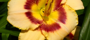 Yellow-Pink Lily
