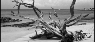 Barbados Beach and Dead Tree - Black & White