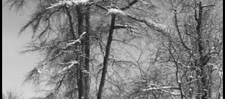Bright Snowy Trees 2 - Black & White