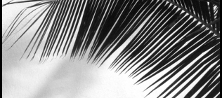 Palm Frond - Black & White