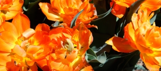 Yellow-Orange Tulips