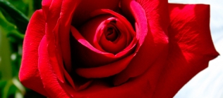 American Beauty Rose