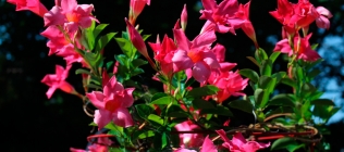 Pink Flute Flowers