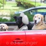 3 Dogs and a Convertible