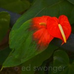 Anthurium