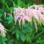 Astilbe Enhanced