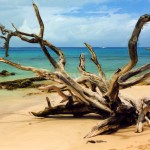 Barbados Beach and Dead Tree Enhanced