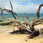 Barbados Beach with Dead Tree