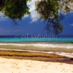 Barbados Beach and Tree Enhanced