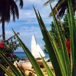Barbados Cactus and Sailboat