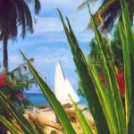 Barbados Cactus and Sailboat Enhanced - Oil