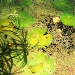 Pond and Lily Pads, Barbados