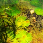 Barbados Lily Pond Enhanced
