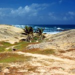 Barbados Palms and Sand Path