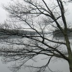 Bare Tree and Lake