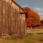 Barn and Fall Tree