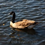 Canadian Goose