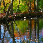 Belmont Lake State Park Trees and Geese 2