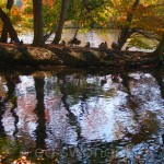 Belmont Lake State Park Trees and Geese 3