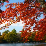 Belmont Lake State Park Trees 4