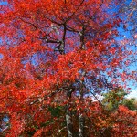 Belmont Lake State Park Trees 9