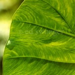 Elephant Ear Leaf Closeup