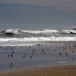 Birds on Beach in March