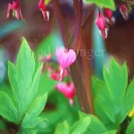 Bleeding Heart Enhanced